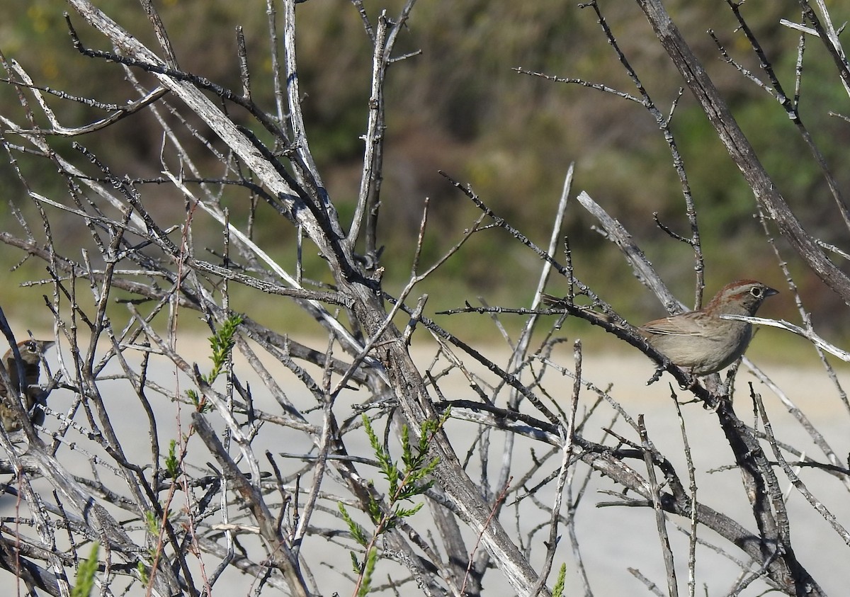 Rufous-crowned Sparrow - ML617783783