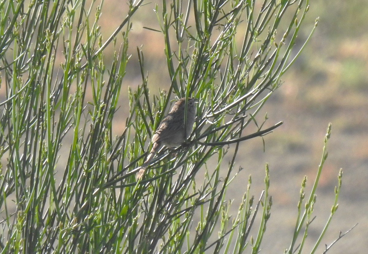 Rufous-crowned Sparrow - ML617783785