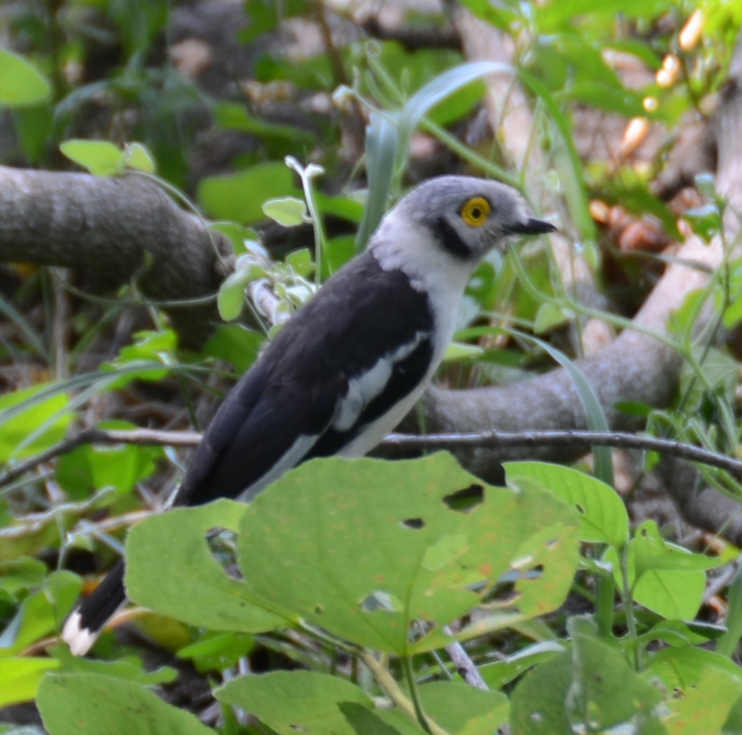 White Helmetshrike - ML617783787