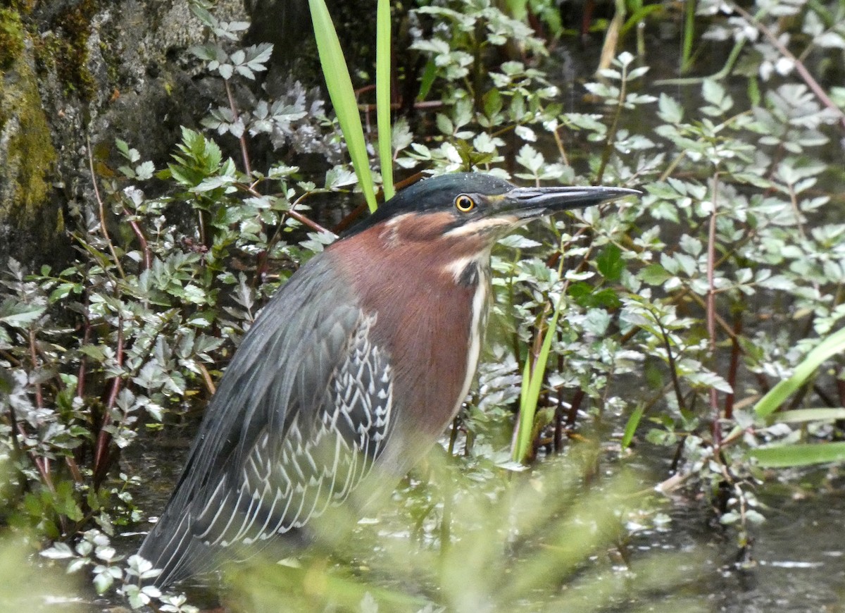 Green Heron - ML617783923