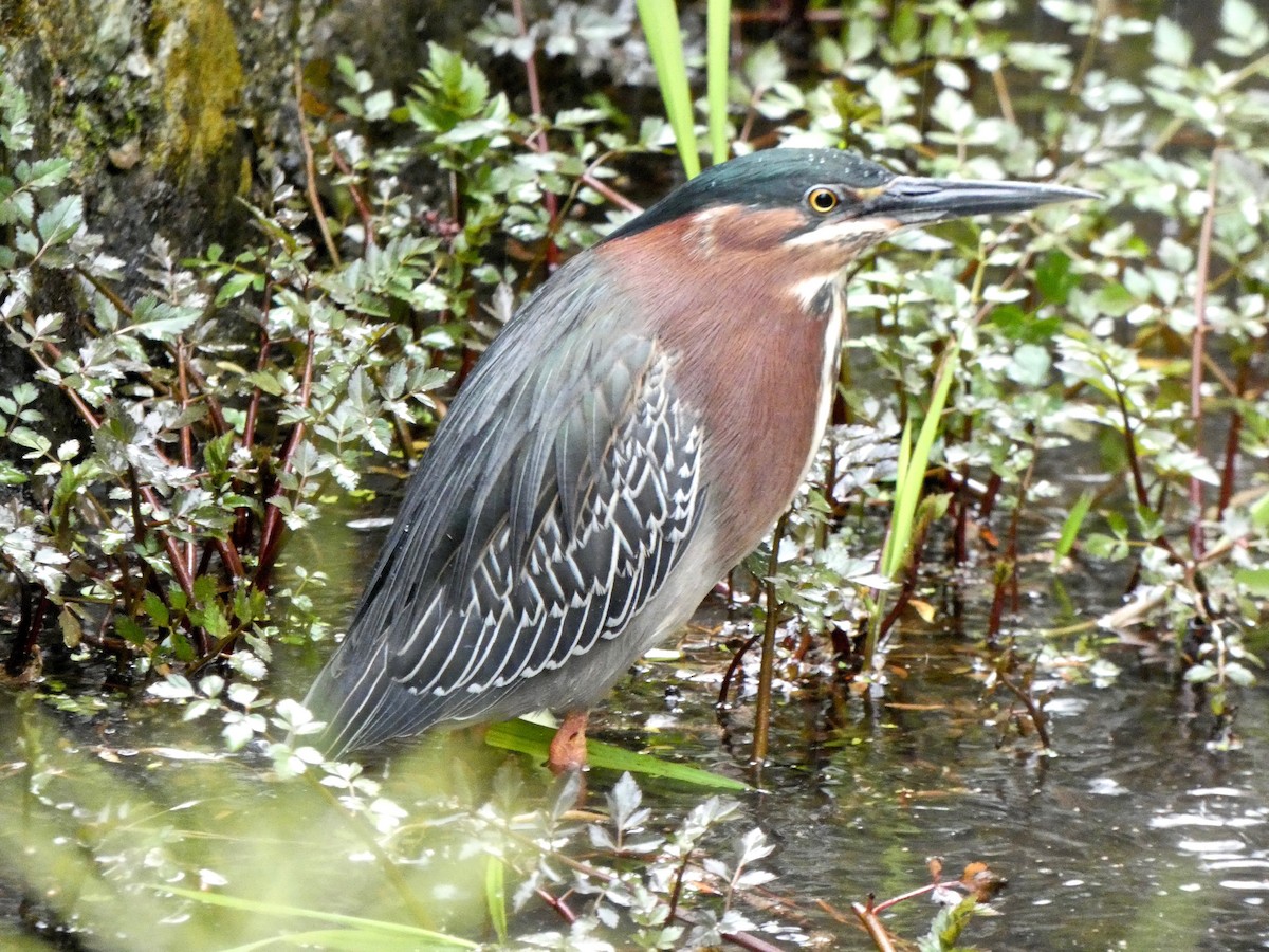 Green Heron - ML617783941