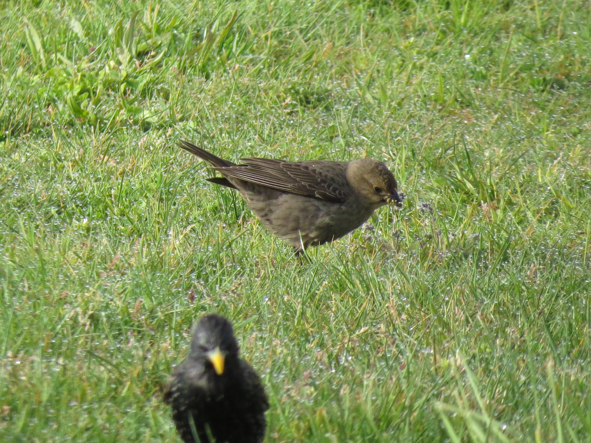 Brown-headed Cowbird - ML617783962