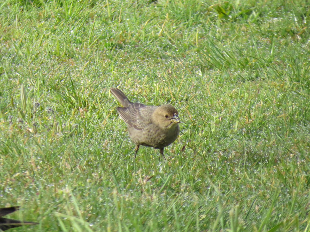 Brown-headed Cowbird - Sarah Peden