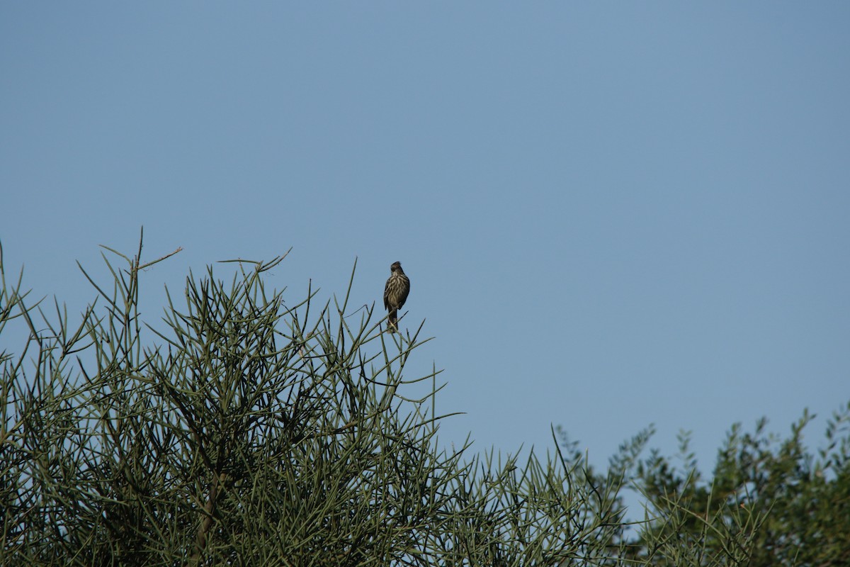 White-tipped Plantcutter - Celina Emilia Iratchet