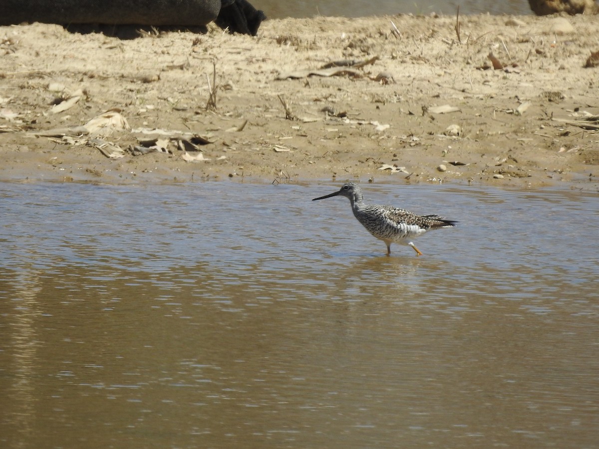 Greater Yellowlegs - ML617784071