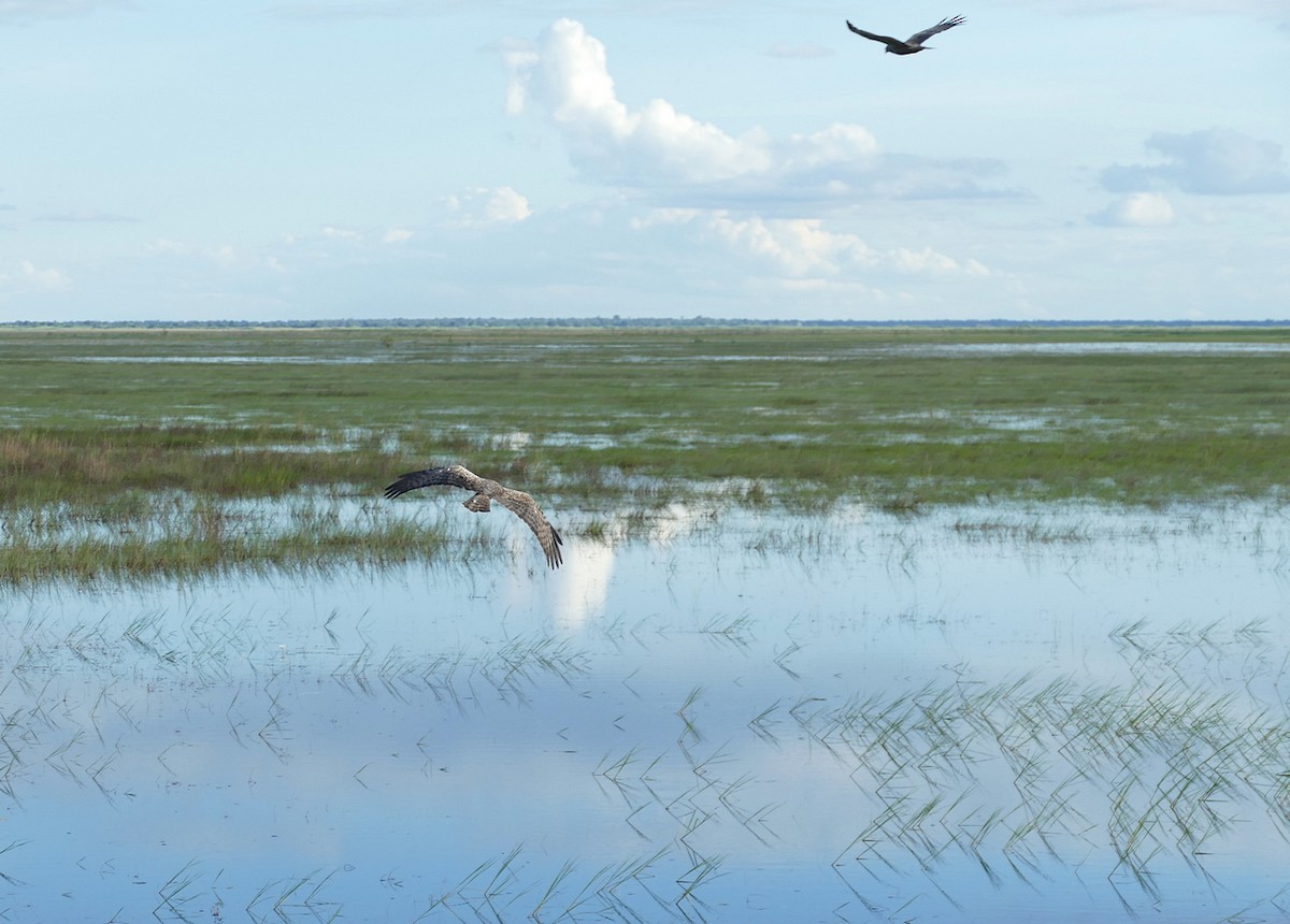 African Marsh Harrier - Jens Thalund