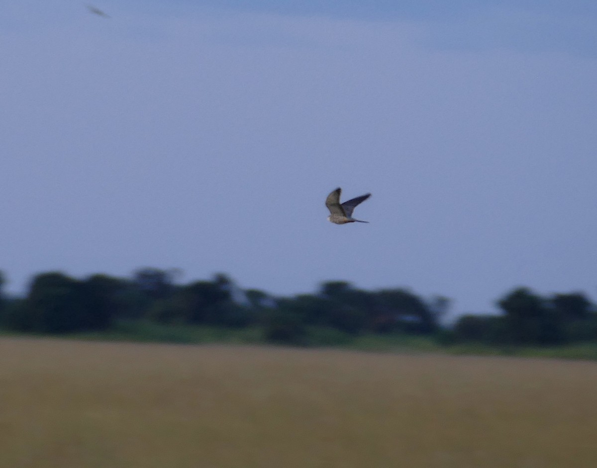 Amur Falcon - Jens Thalund