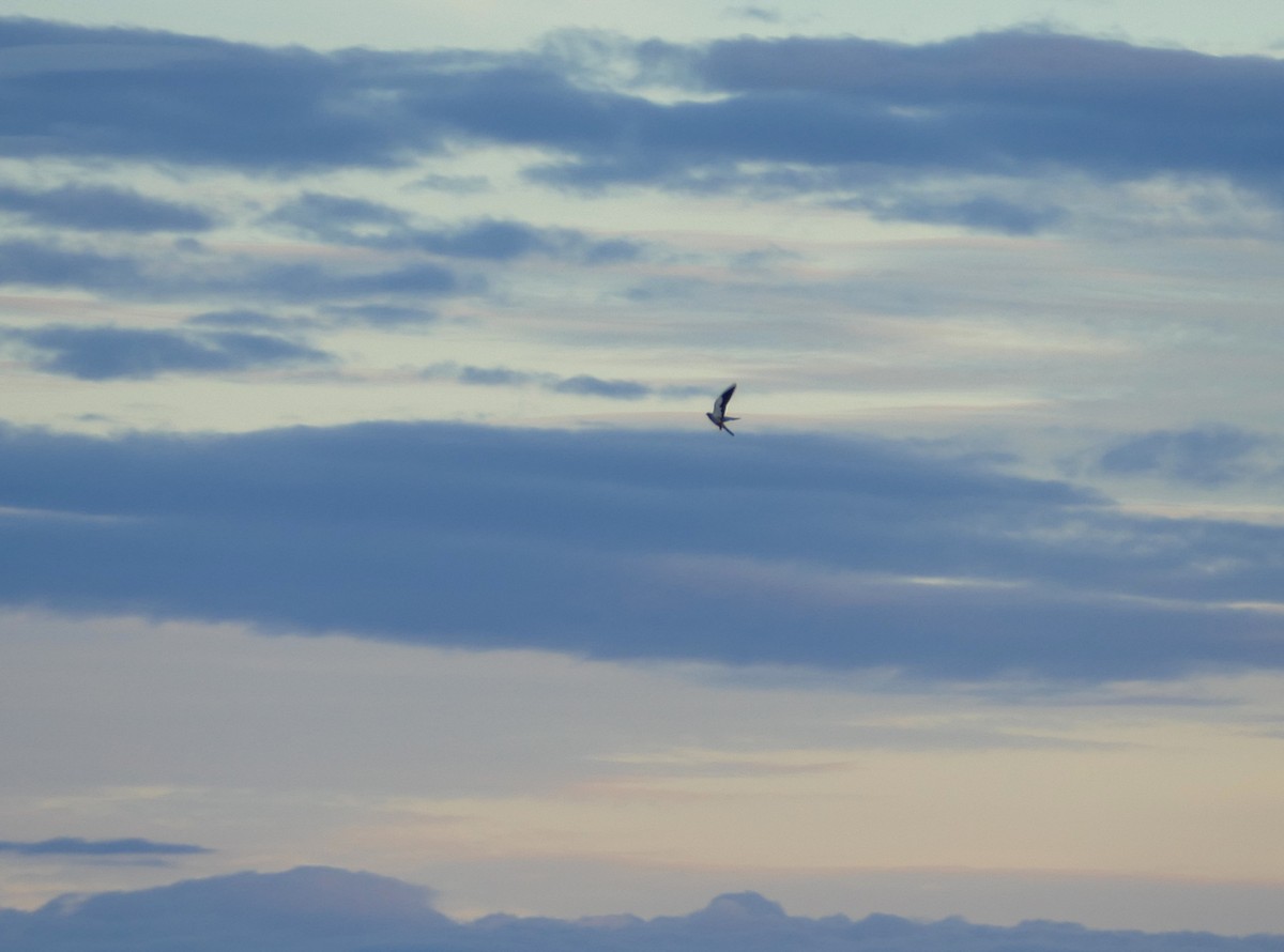 Amur Falcon - Jens Thalund