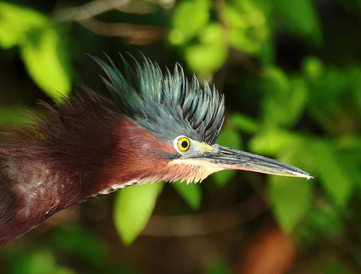 Green Heron - ML617784126