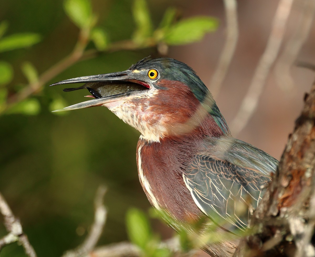 Green Heron - ML617784127