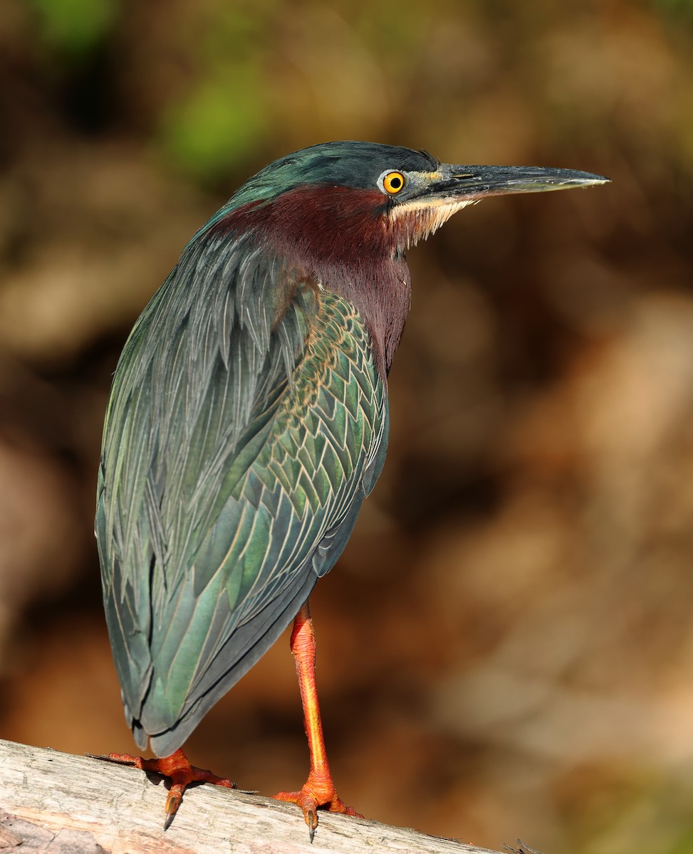 Green Heron - ML617784130