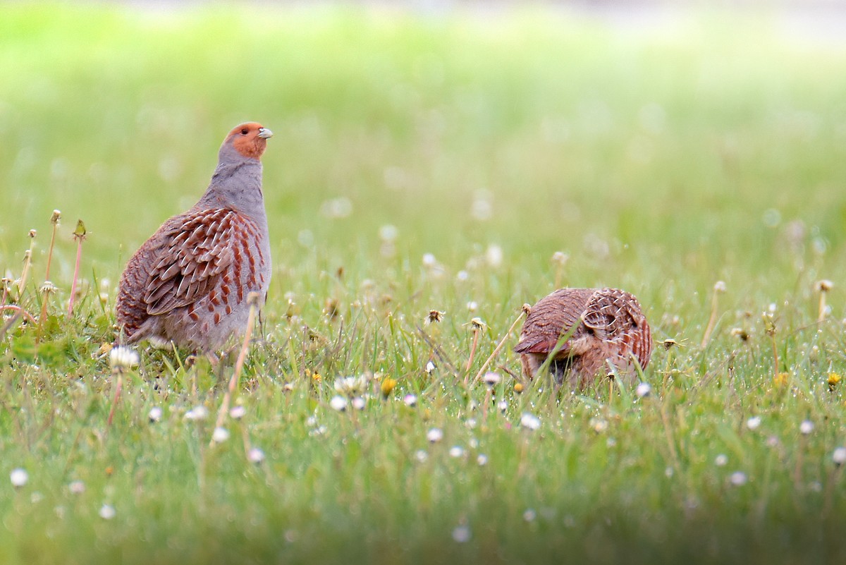 Gray Partridge - ML617784181