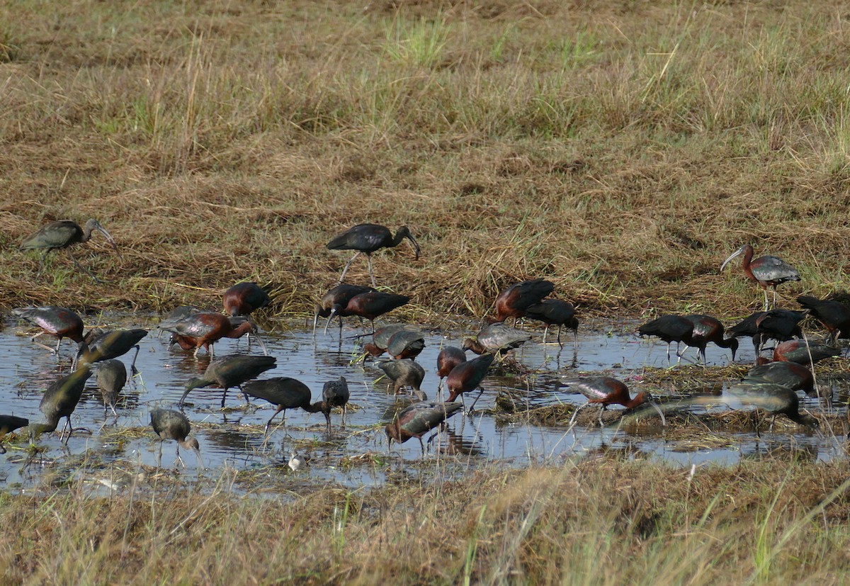 Glossy Ibis - Jens Thalund