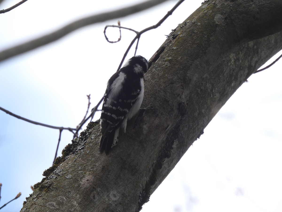 Downy Woodpecker - ML617784240