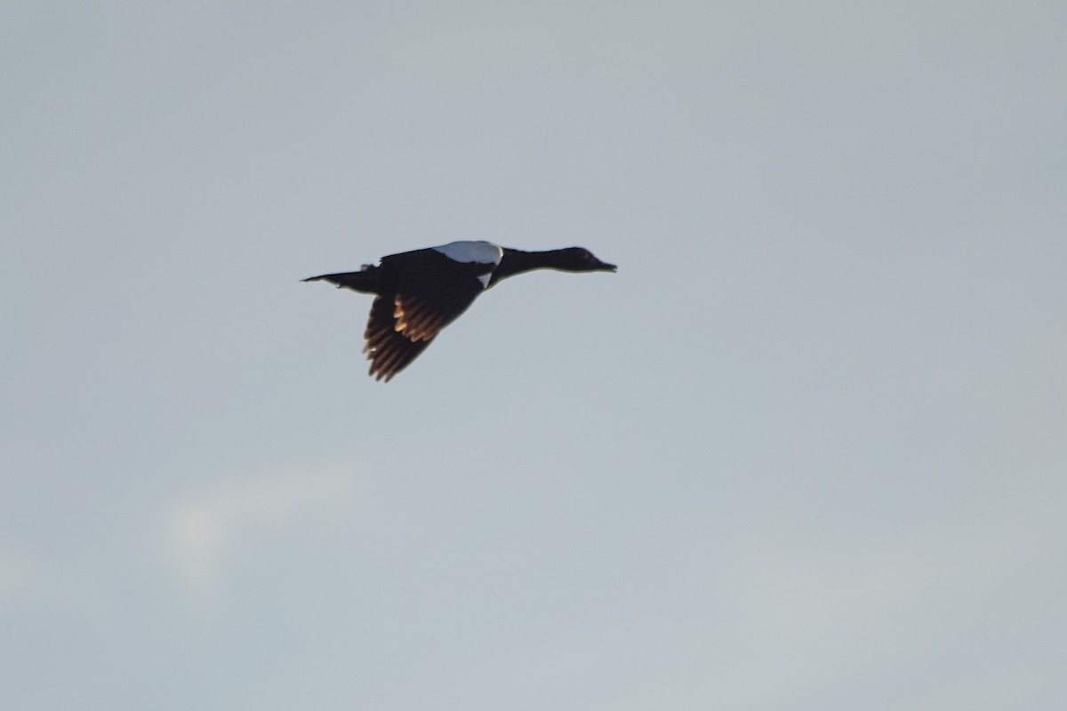 Muscovy Duck - Carlos Miranda