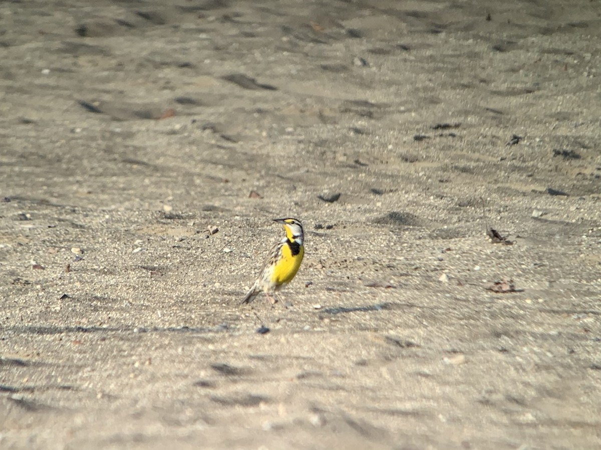 Eastern Meadowlark - Mike McBrien