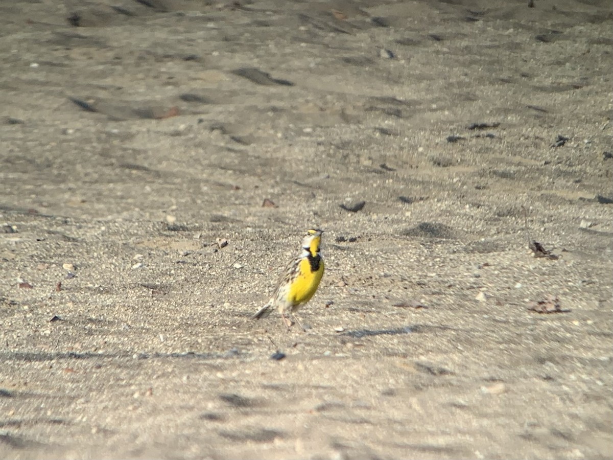 Eastern Meadowlark - Mike McBrien