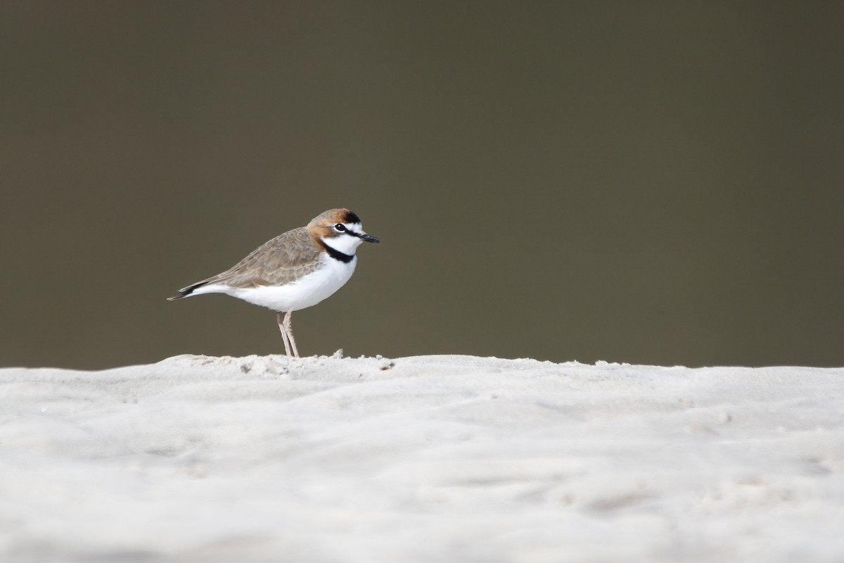 Collared Plover - Carlos Miranda