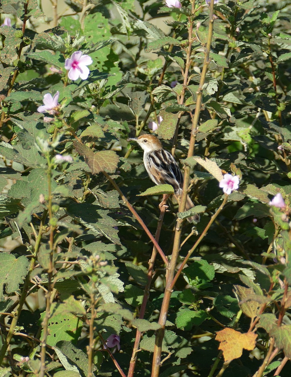 Chirping Cisticola - ML617784327