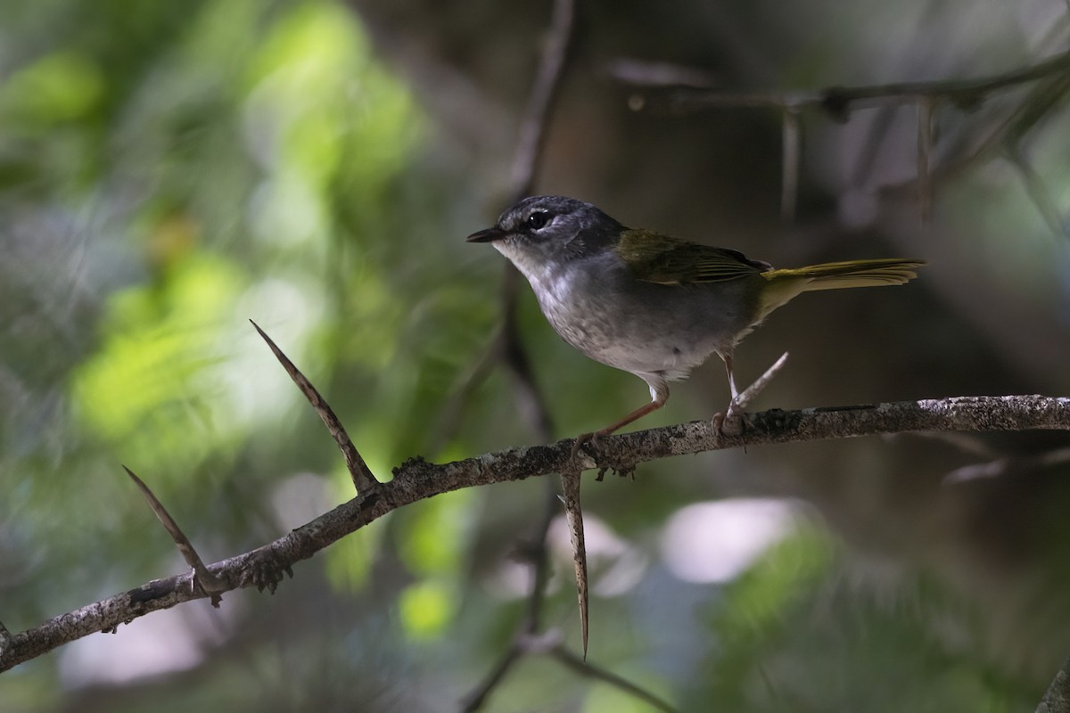 Olivflanken-Waldsänger - ML617784338