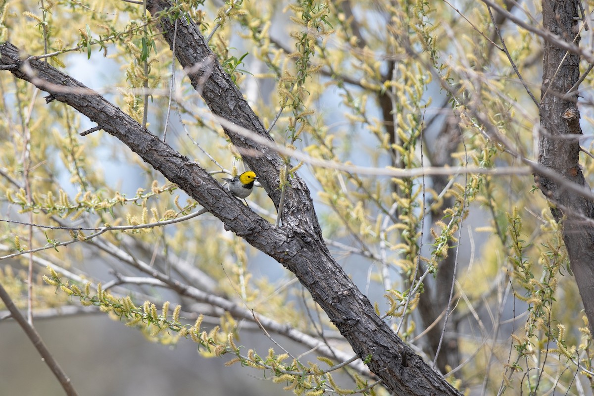 Hermit Warbler - Michael Sadat