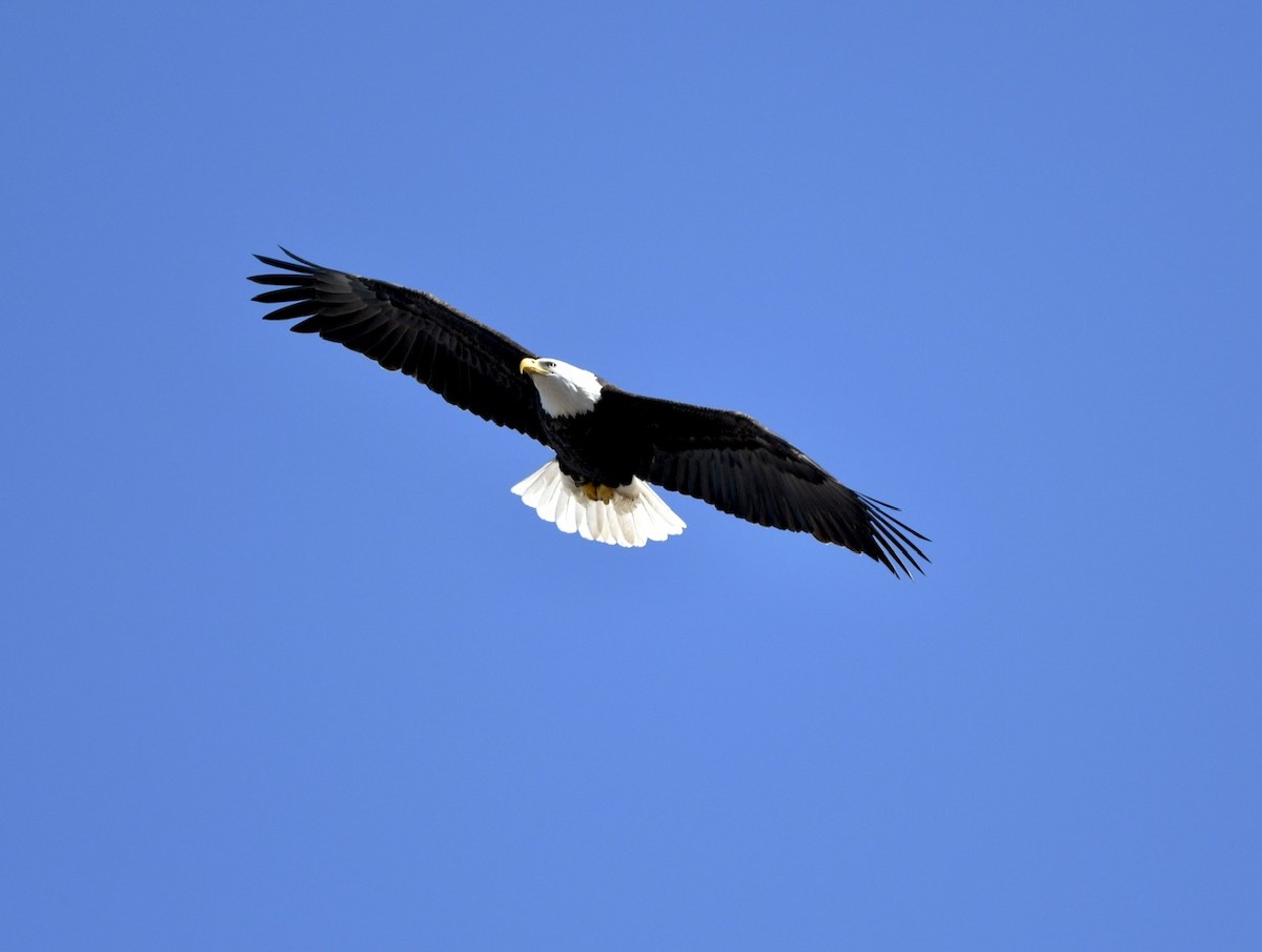 Bald Eagle - David Kane