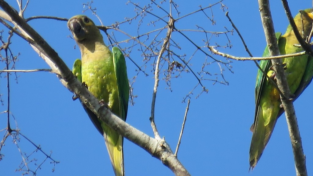 Brown-throated Parakeet (Veraguas) - Rogers "Caribbean Naturalist" Morales