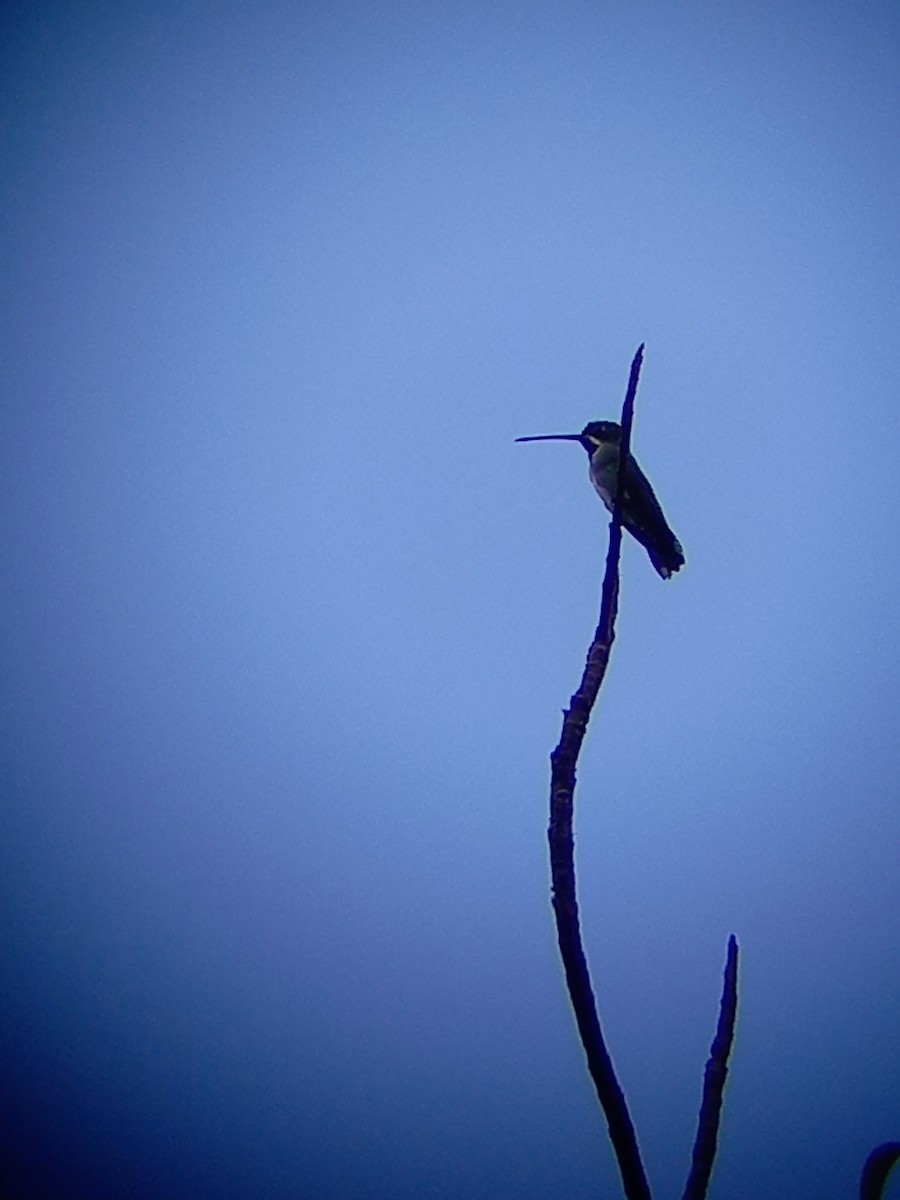 kolibřík hvězdohrdlý - ML617784416