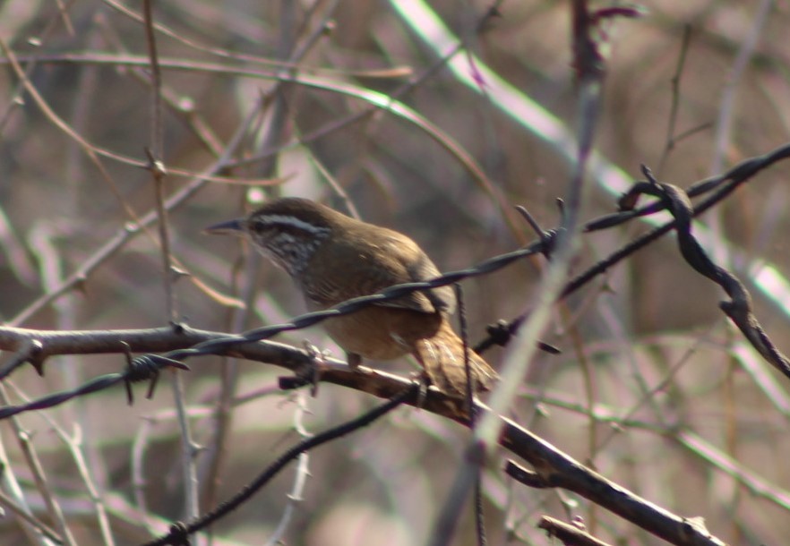 Happy Wren - ML617784424