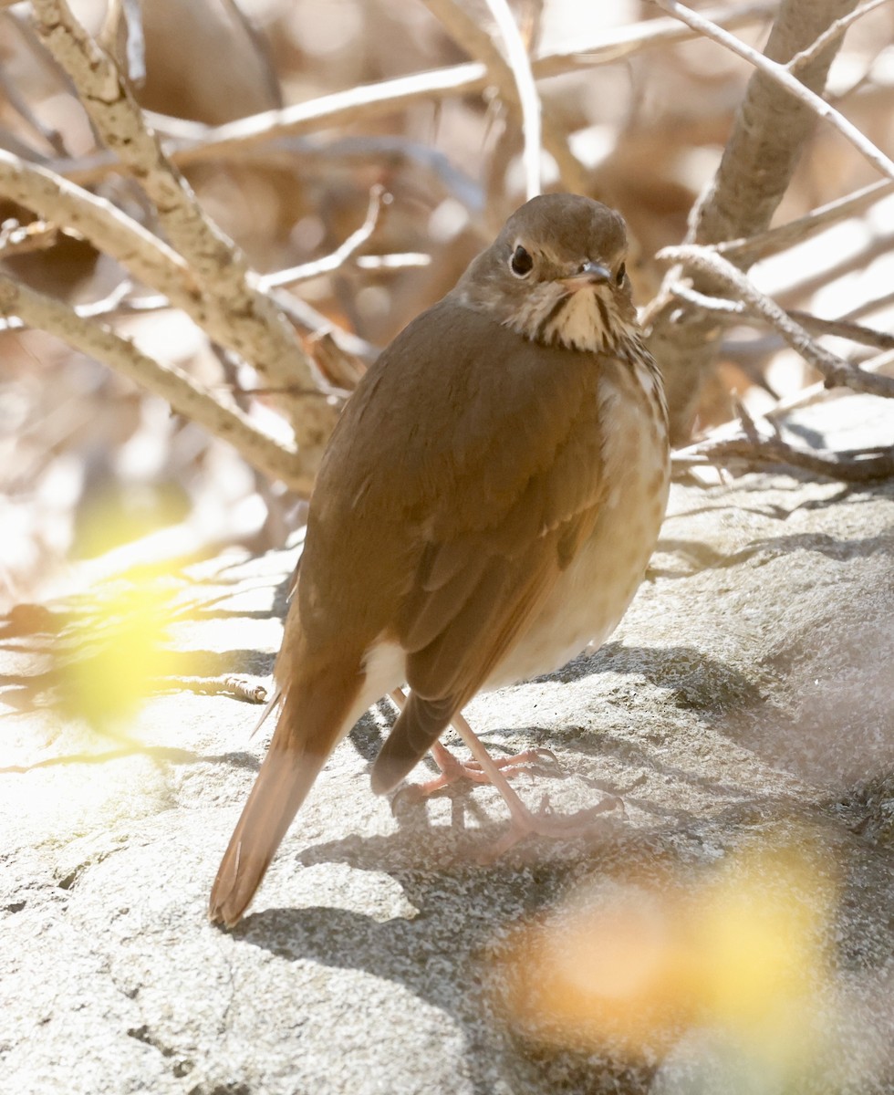 Einsiedler-Musendrossel (faxoni/crymophilus) - ML617784444