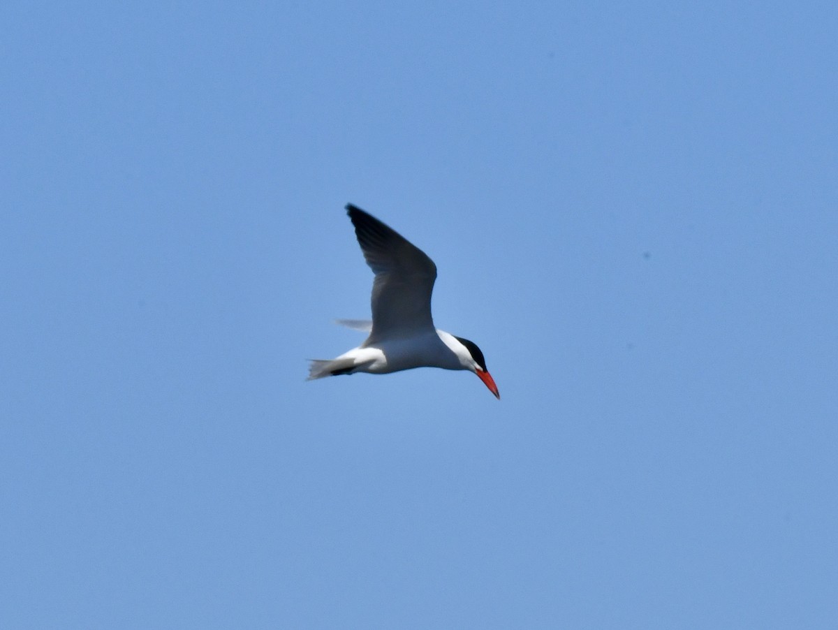 Caspian Tern - ML617784467