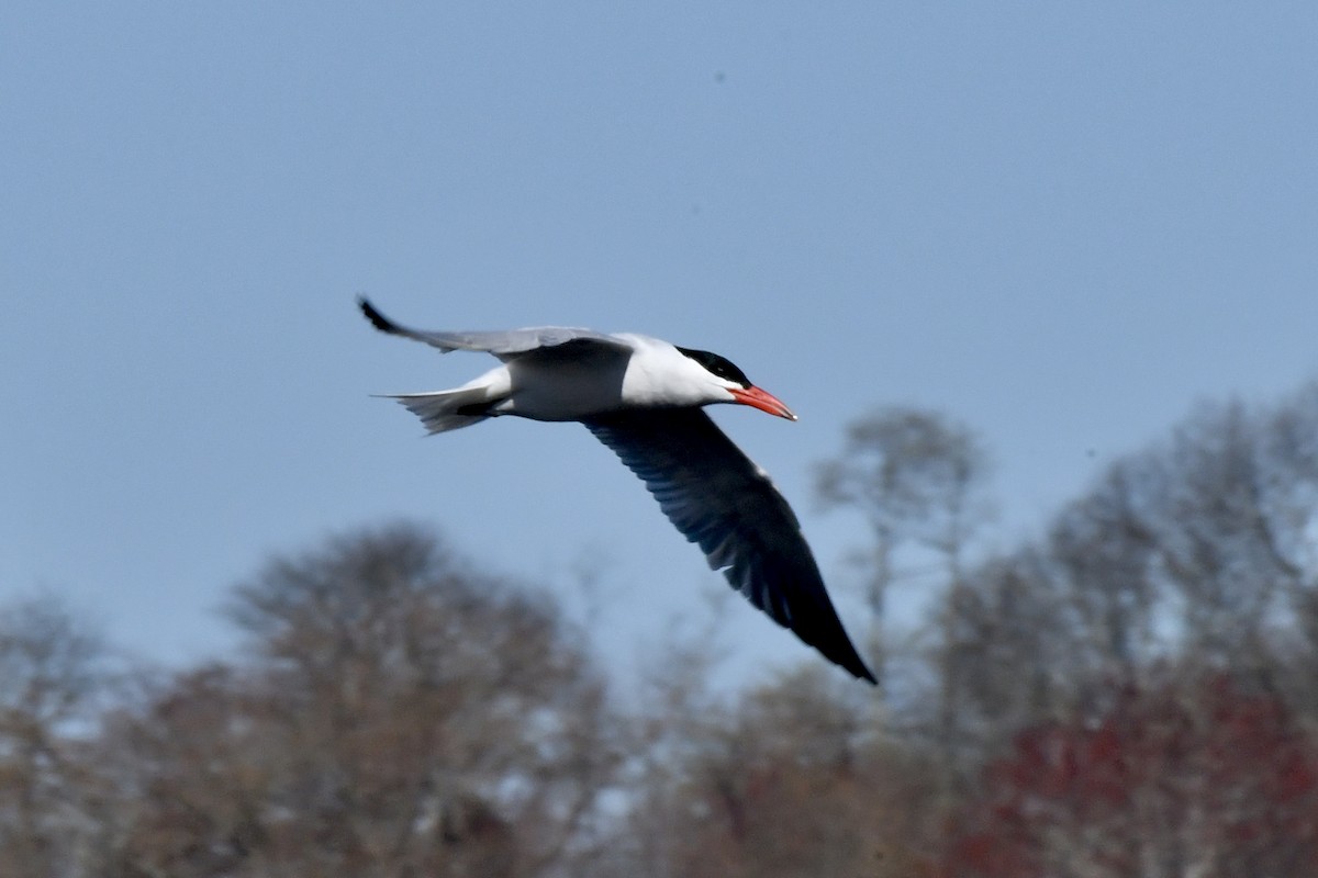 Caspian Tern - ML617784468