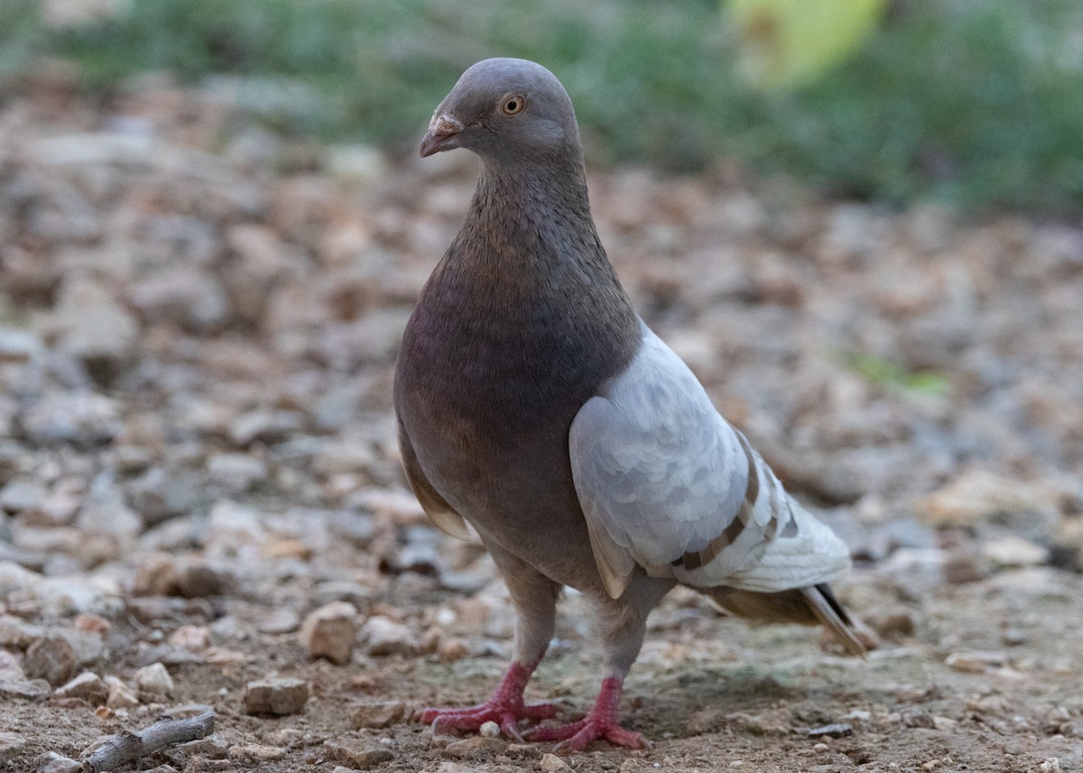 Сизый голубь (Одомашненного типа) - ML617784470