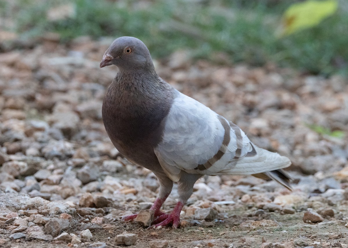 Rock Pigeon (Feral Pigeon) - ML617784472