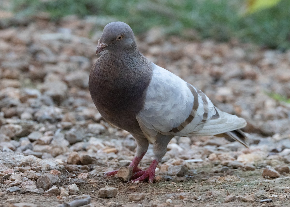 Pigeon biset (forme domestique) - ML617784473
