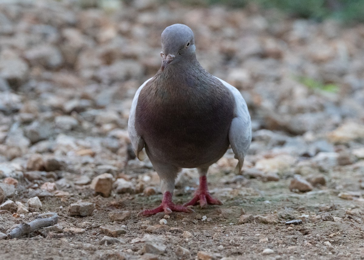 Rock Pigeon (Feral Pigeon) - ML617784474