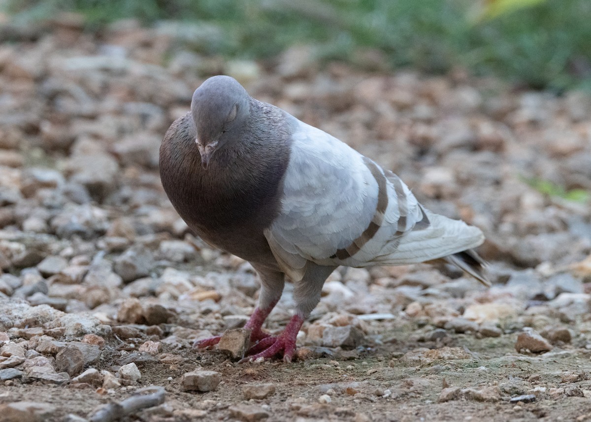 Rock Pigeon (Feral Pigeon) - ML617784475
