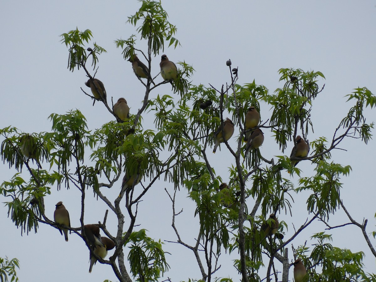 Cedar Waxwing - ML617784502