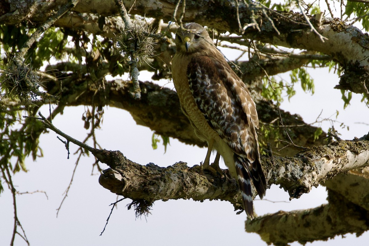 Red-shouldered Hawk - ML617784508