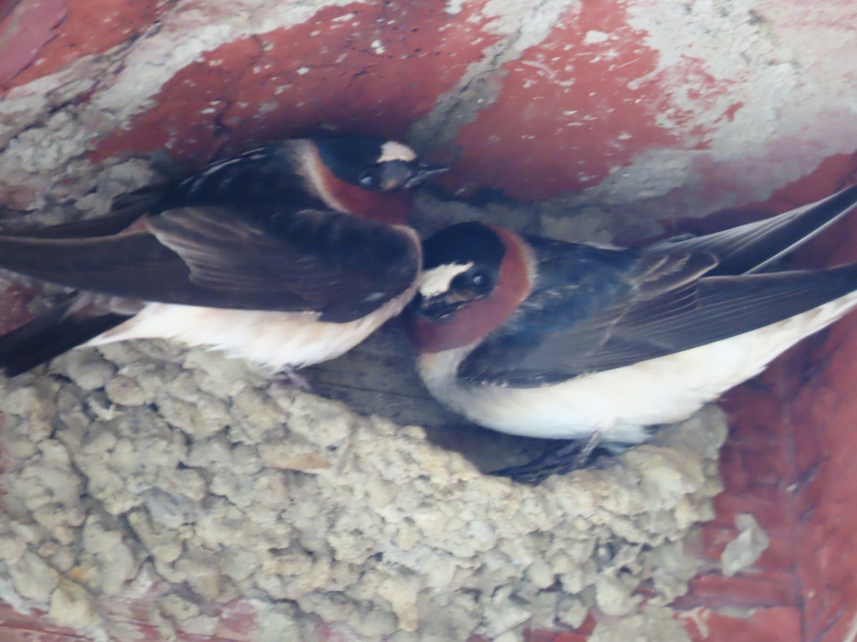 Cliff Swallow - ML617784563