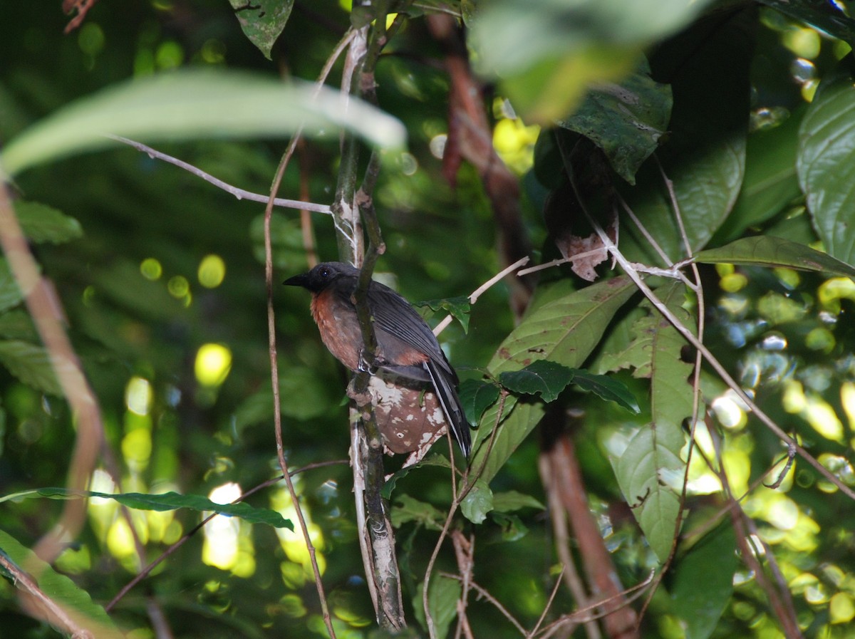 Black-cheeked Ant-Tanager - ML617784566