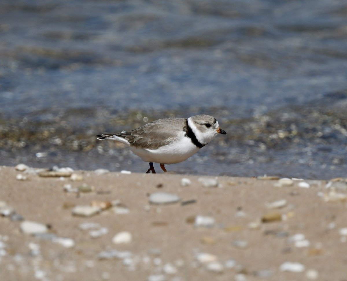 Piping Plover - ML617784616