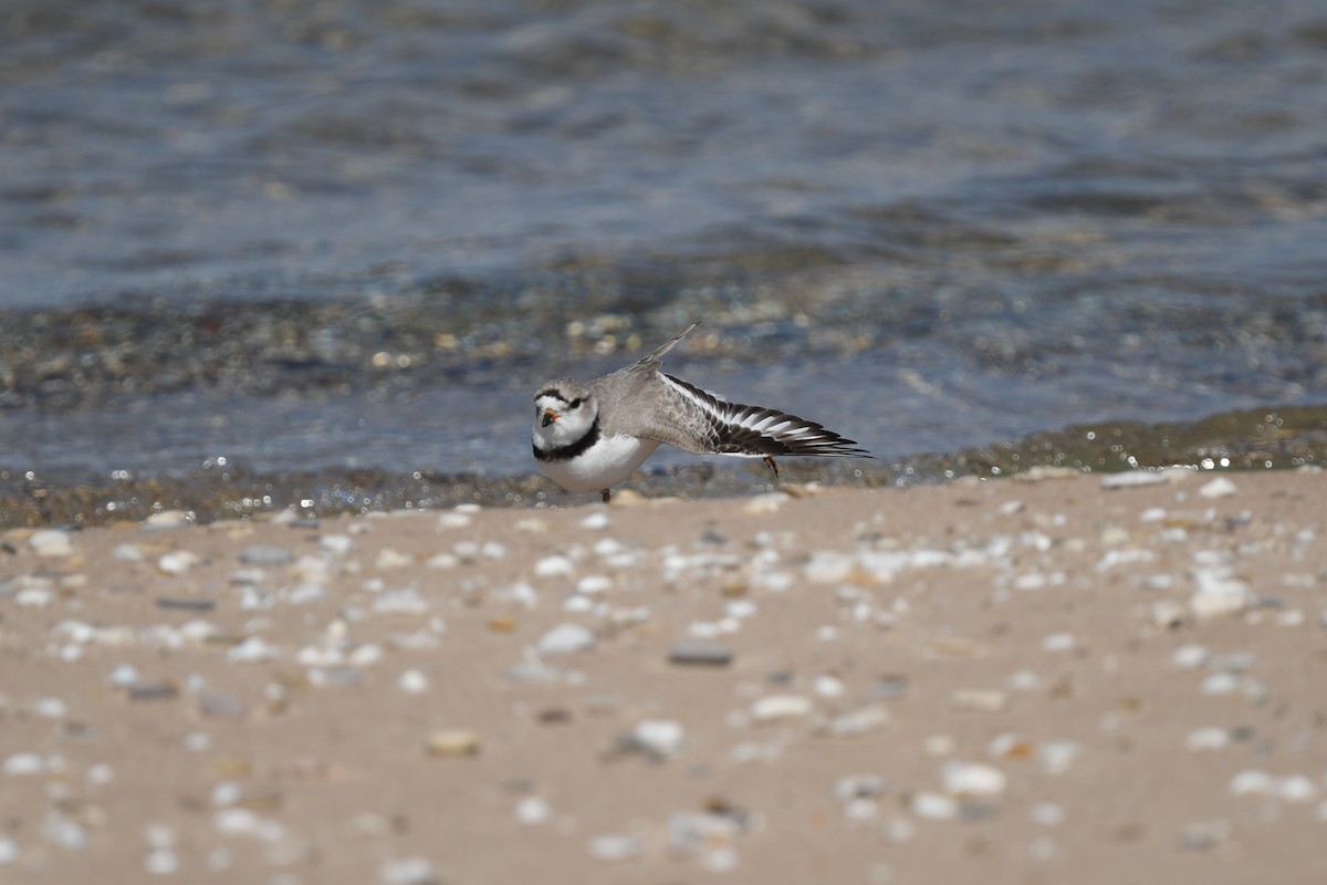 Piping Plover - David Kane