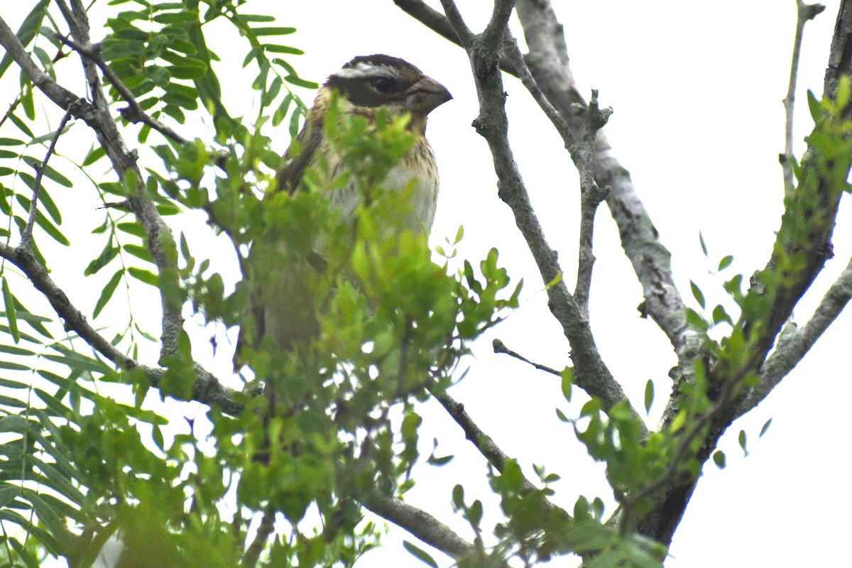 Rose-breasted Grosbeak - ML617784639