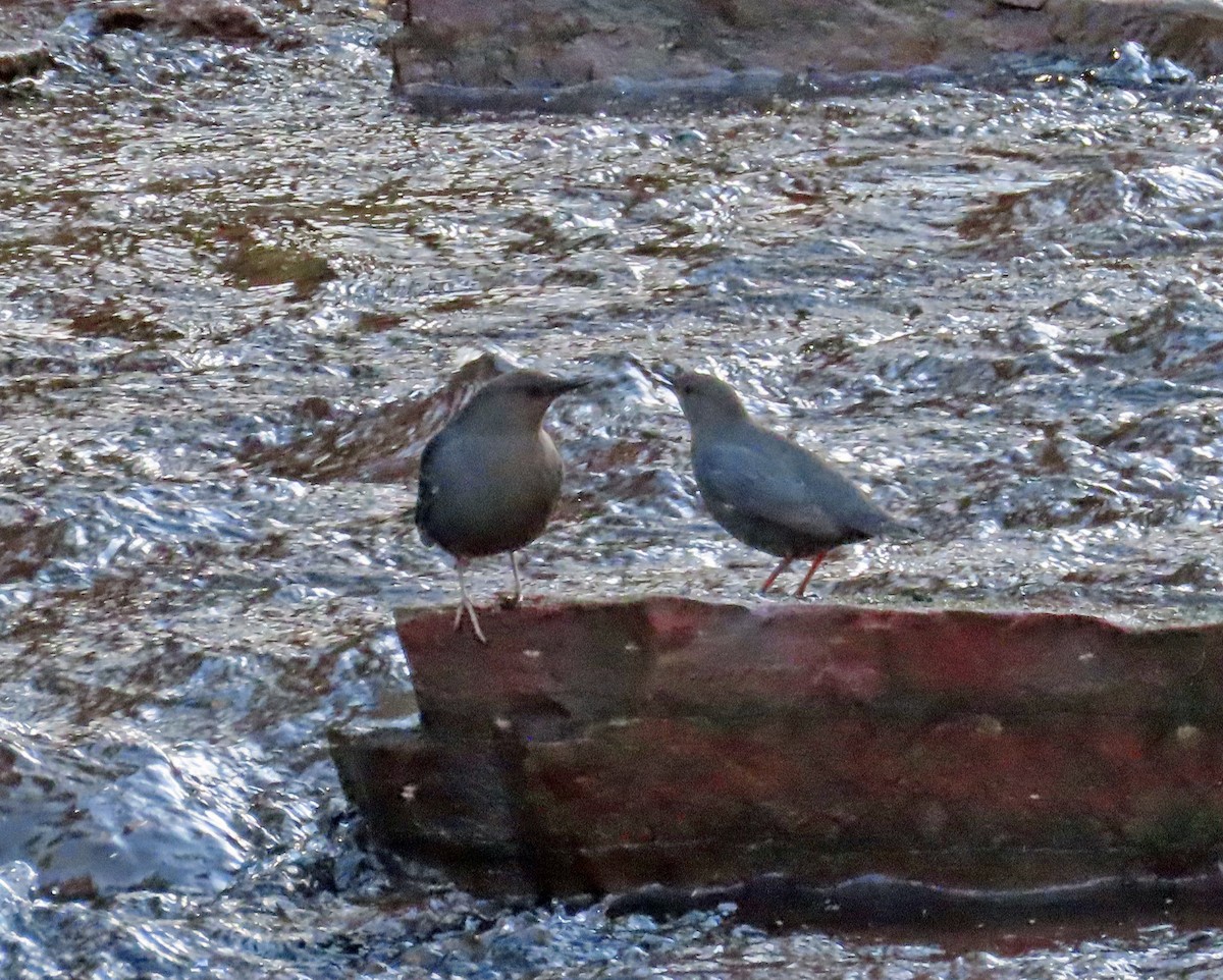 American Dipper - JoAnn Potter Riggle 🦤