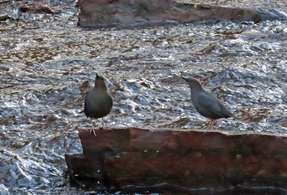 American Dipper - JoAnn Potter Riggle 🦤