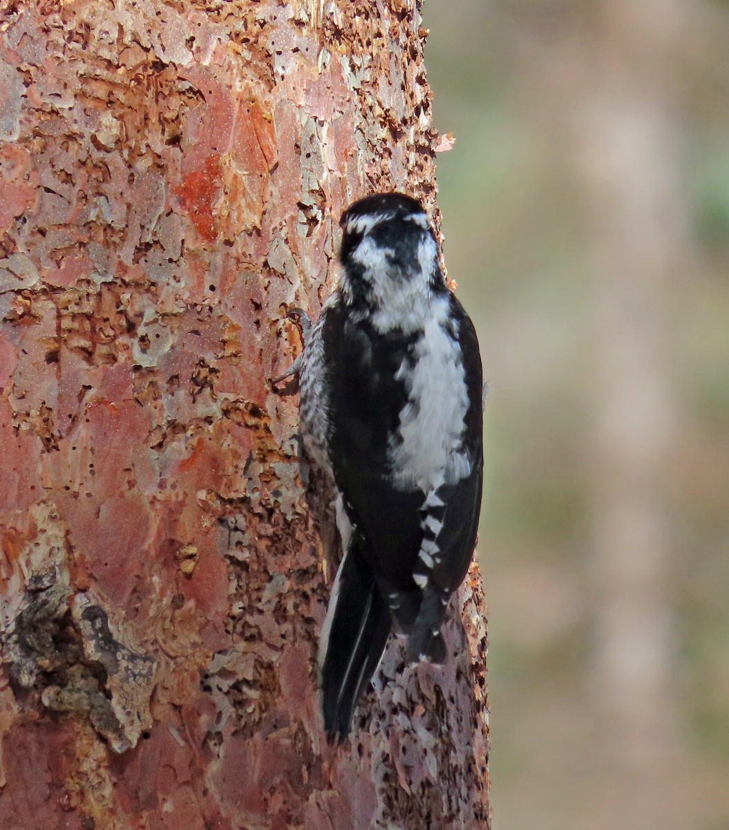 American Three-toed Woodpecker - JoAnn Potter Riggle 🦤