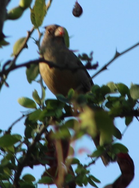 Northern Cardinal - ML617784685