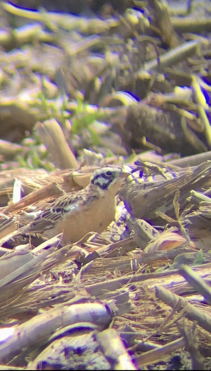 Smith's Longspur - Jeremiah Oden