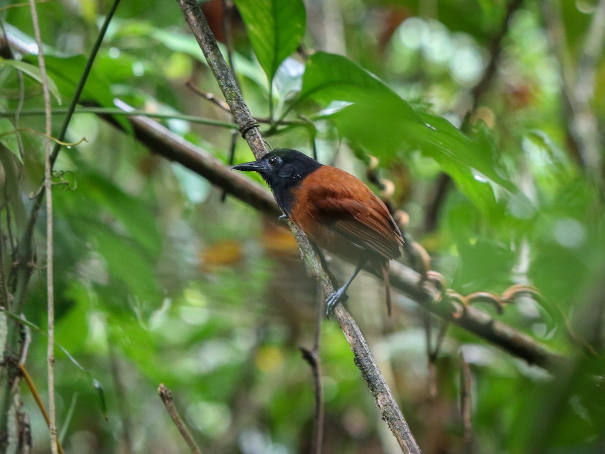 White-shouldered Antbird - ML617784714